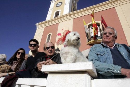 Bendición de animales en Cartagena por San Antón