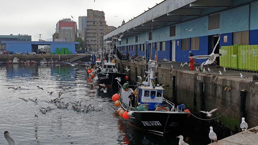 Decenas de gaviotas pelean por comer algún descarte. | Marta G. Brea