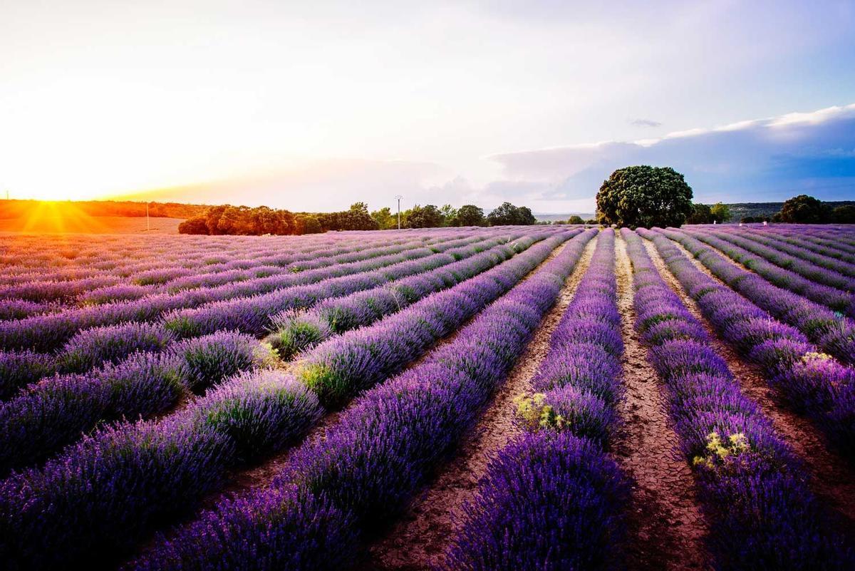 Brihuega, aroma a lavanda