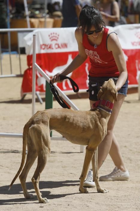 Fira Animalista de Salt