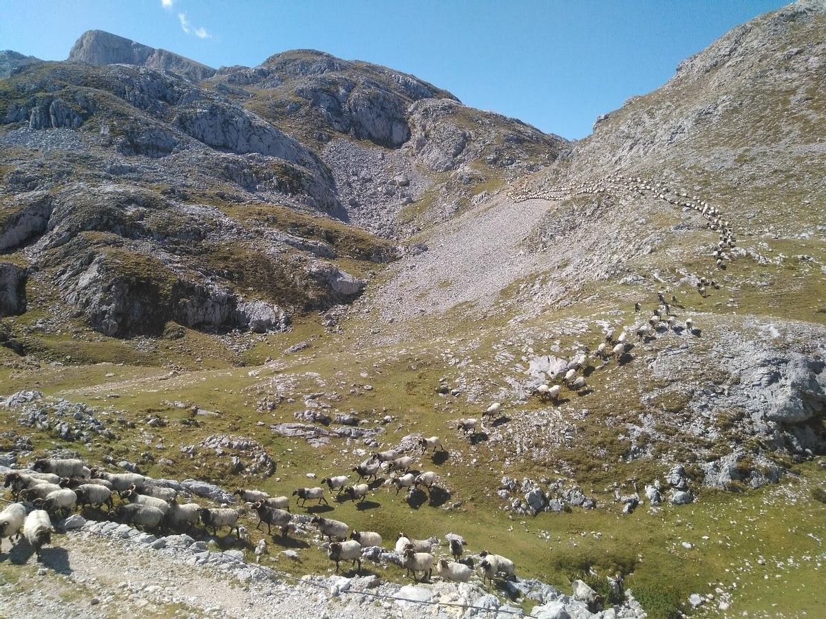 Un rebaño con ejemplares con la marca &quot;ProBiodiversidad&quot;, en los Picos de Europa.