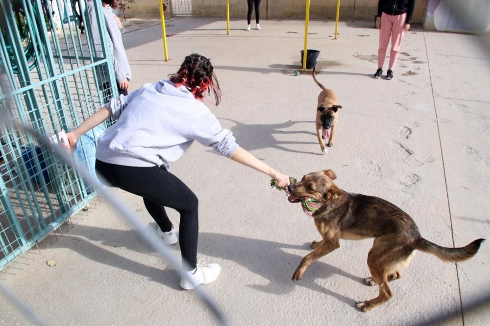 Los ingresos del refugio son destinados a la recuperación y subsistencia de perros y gatos.