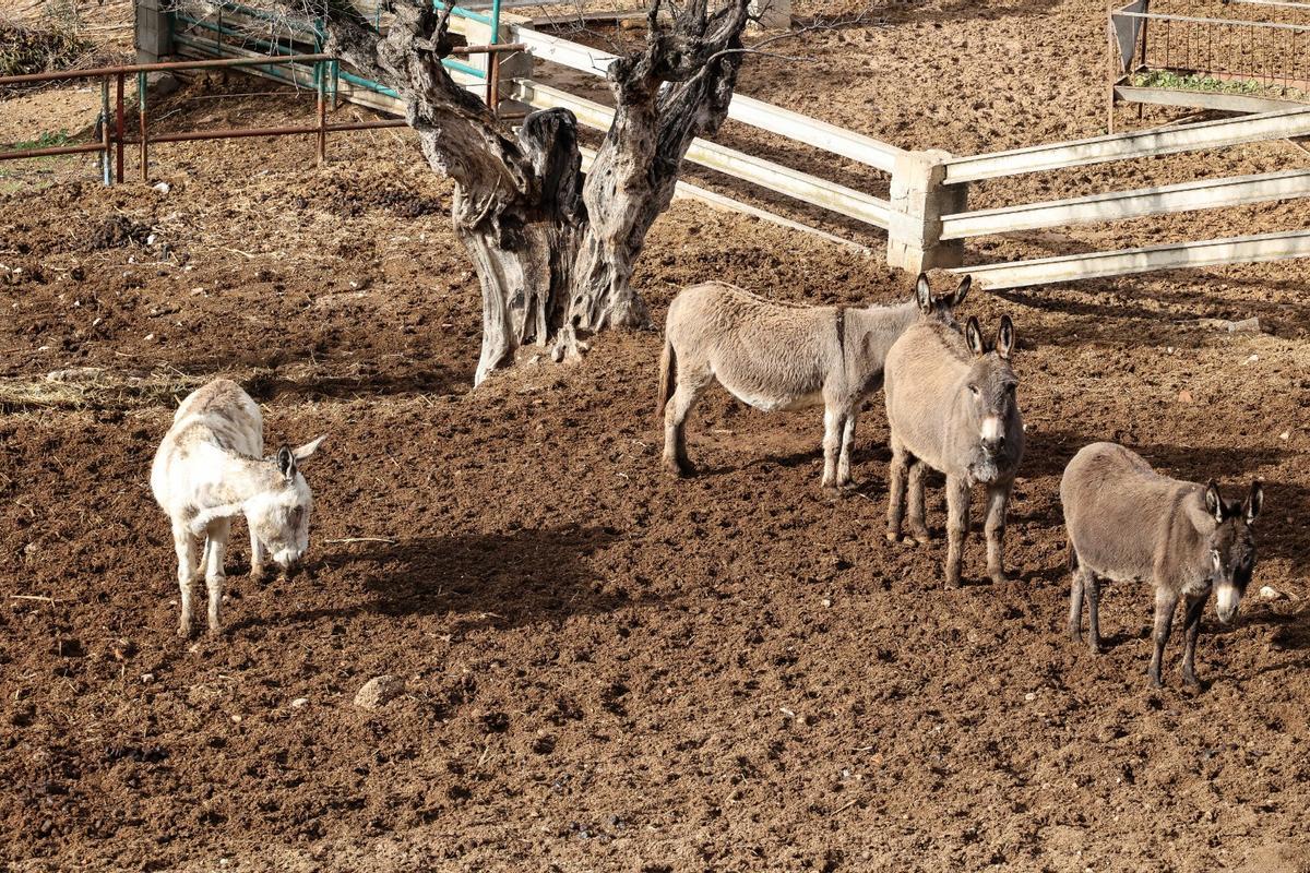 Los dromedarios ya están listos para trasladar a los Reyes Magos de Alcoy