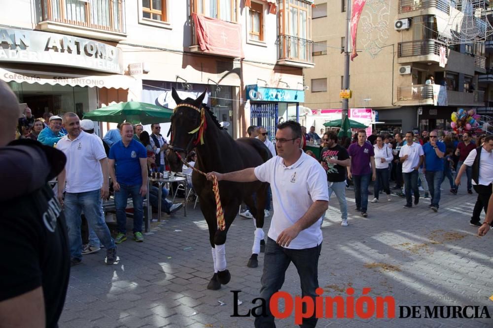 Caballo a pelo Caravaca (Desfile)