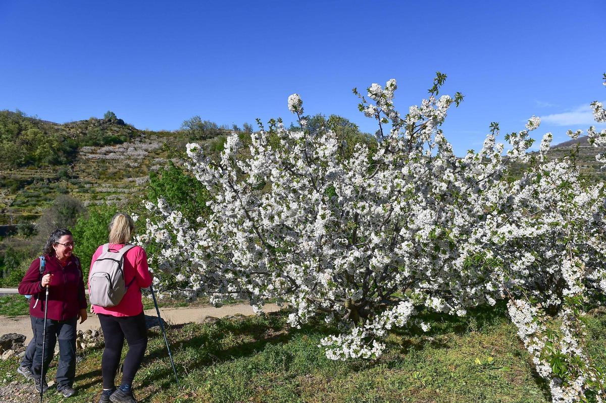 La Fiesta del Cerezo en Flor abre sus puertas en Tornavacas con un homenaje al trabajo y la resistencia del Valle del Jerte