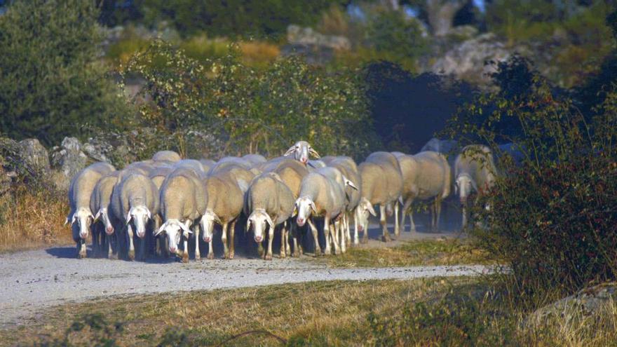 Ovejas pastan en el municipio de Salce, uno de los afectados por los nuevos valores catastrales