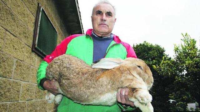 Vega sostiene entre sus manos el ejemplar de gigante de España que se ha proclamado campeón nacional, en su finca de Guimarán.