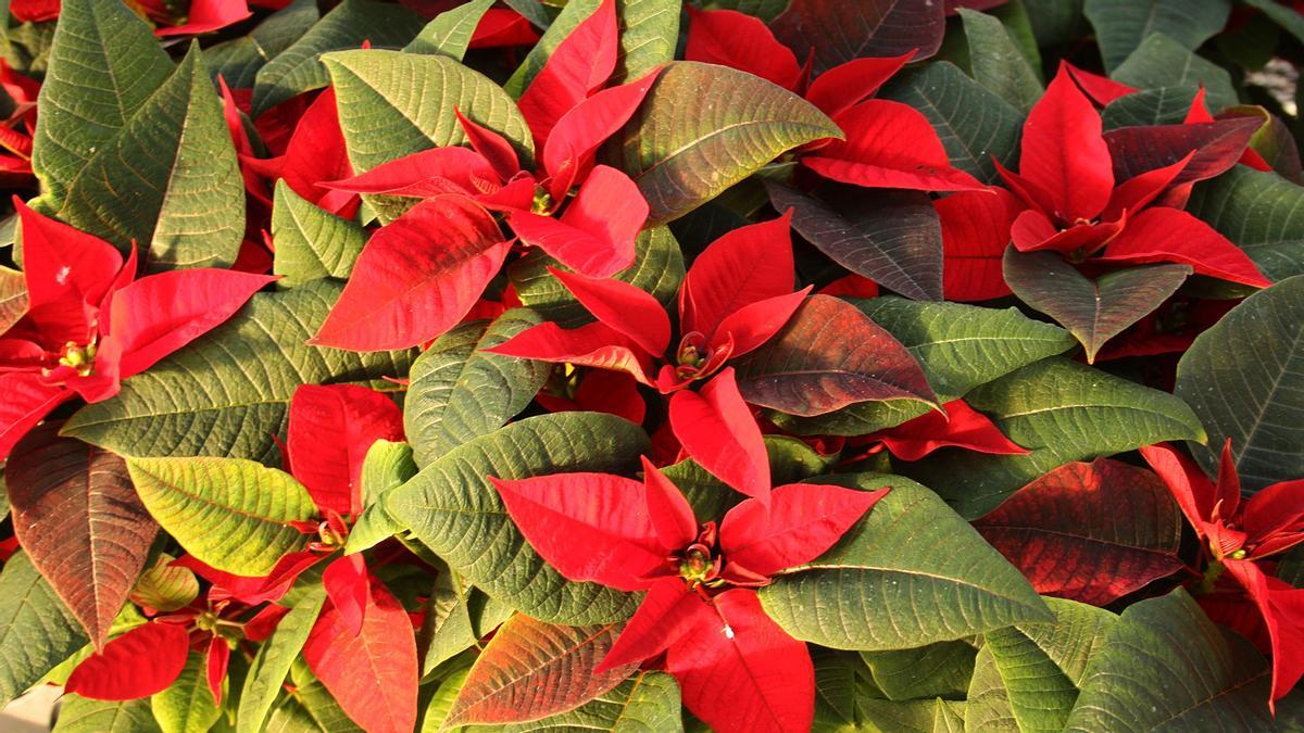 Poinsettia