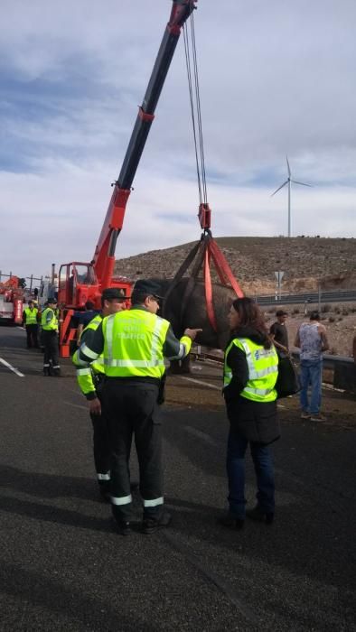 Un camió amb elefants bolca a Albacete