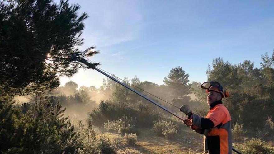 Formentera recupera la fumigación aérea para combatir la procesionaria del pino