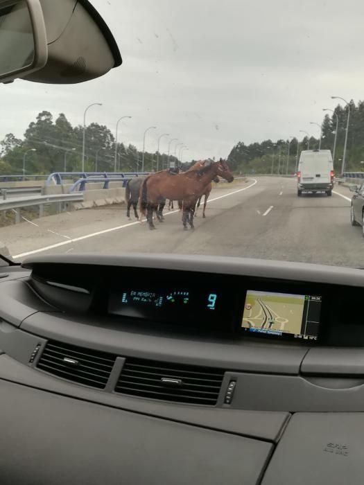 La A8 interrumpida por varios caballos