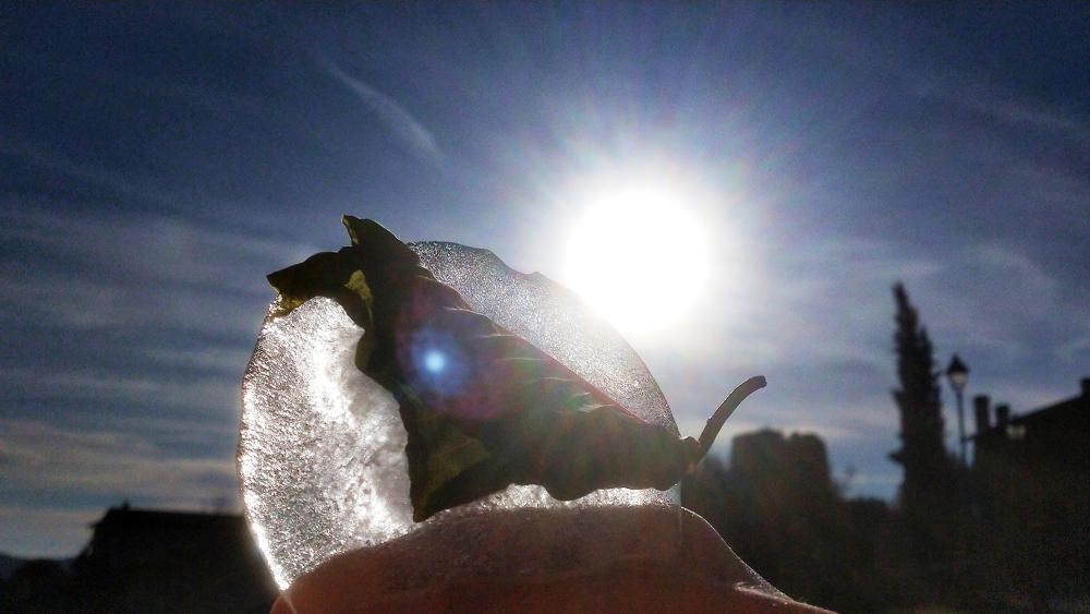 Una fulla atrapada dins del gel.