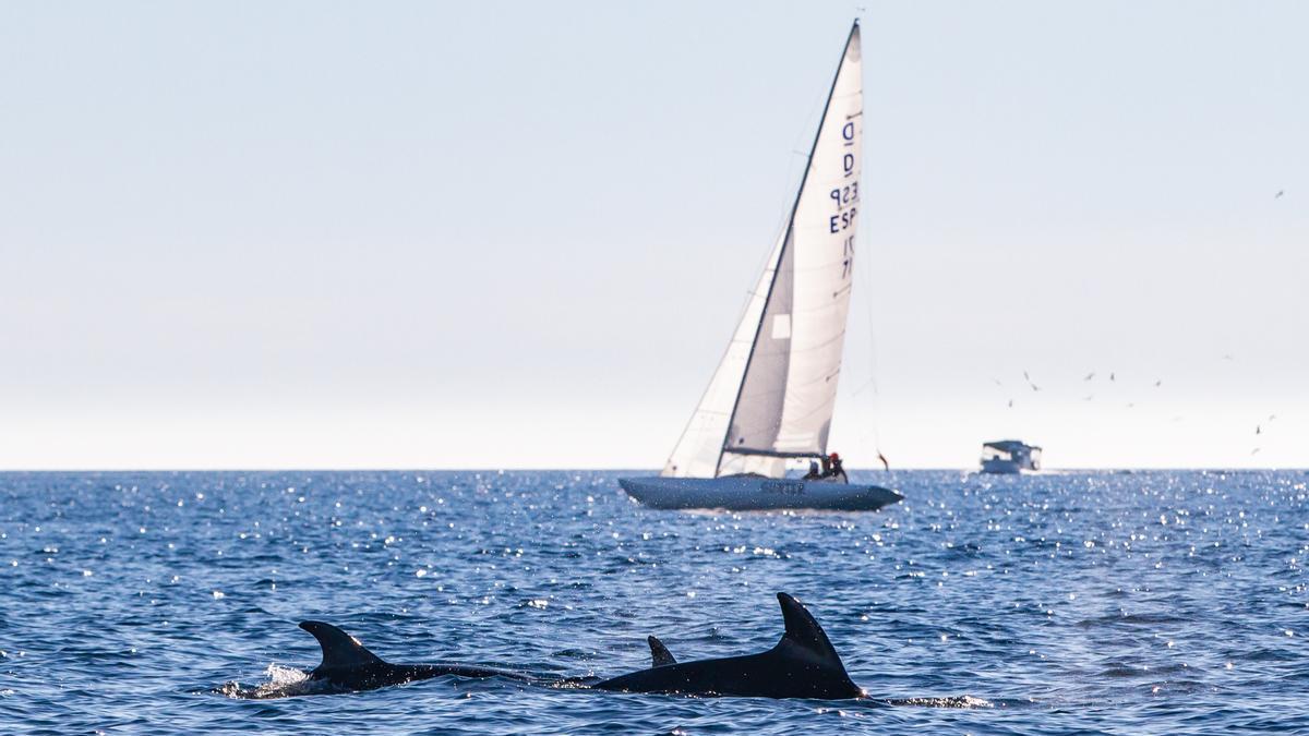 El líder Gunter con un grupo de delfines en primer plano, hoy en la Bahía de Palma