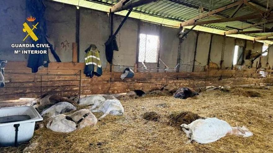 Hallan 90 cadáveres de ovejas y cabras en una inspección de una explotación ganadera de Trives