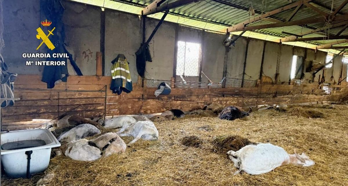 Imagen del interior de la explotación ganadera, donde el Seprona y veterinarios de la Xunta hallaron los cadáveres de animales.