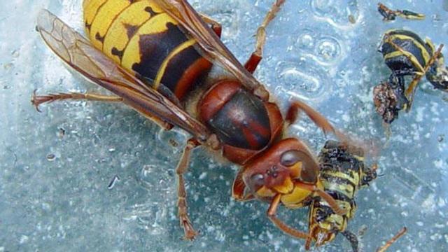 Avispa asiática