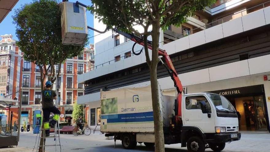 Operarios colocando luces de Navidad, ayer, en un árbol de la calle Campoamor.