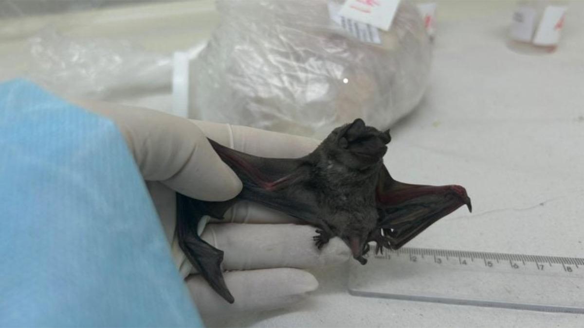Murciélago comedor de insectos de la especie Molossus molossus en el que se encontró un nuevo coronavirus en América del Sur, que podría afectar al ser humano.