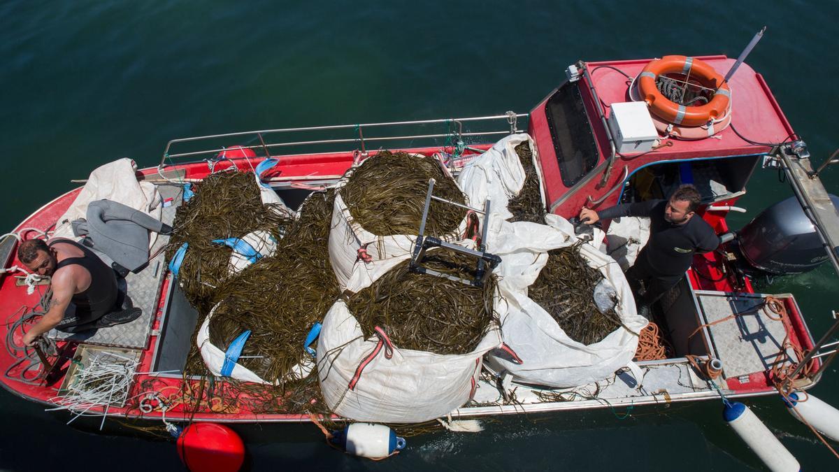 Una embarcación con el cargamento de algas tras su recolección.