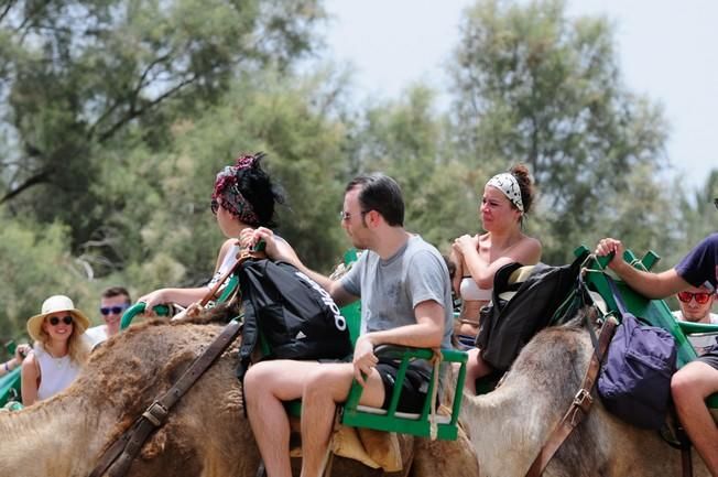 Reportaje excursiones con camellos en las Dunas ...