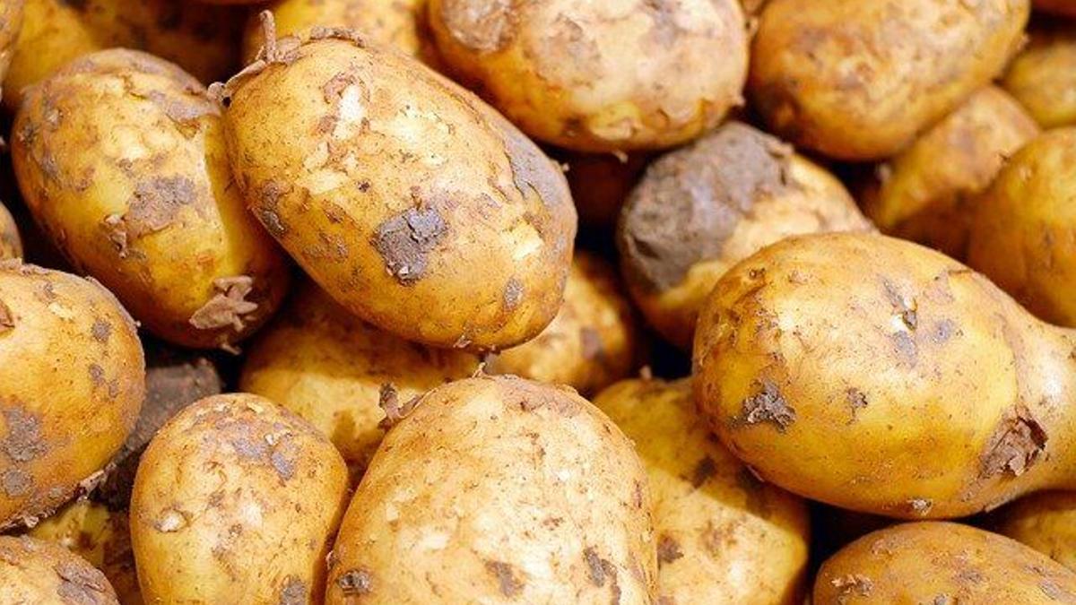 Mercadona pretende comercializar patata nacional durante los meses de invierno.