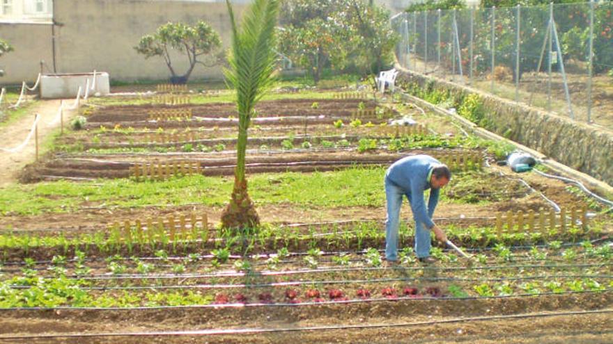 Un alteano trabaja uno de los huertos urbanos puestos en marcha el pasado año.