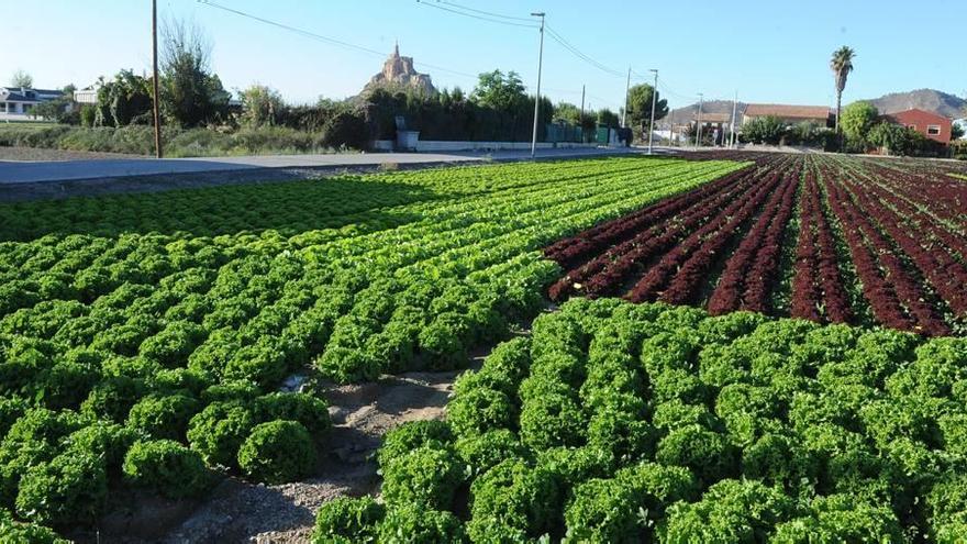 Zona de regadío de Murcia plantada de lechugas en la pedanía de Casillas.