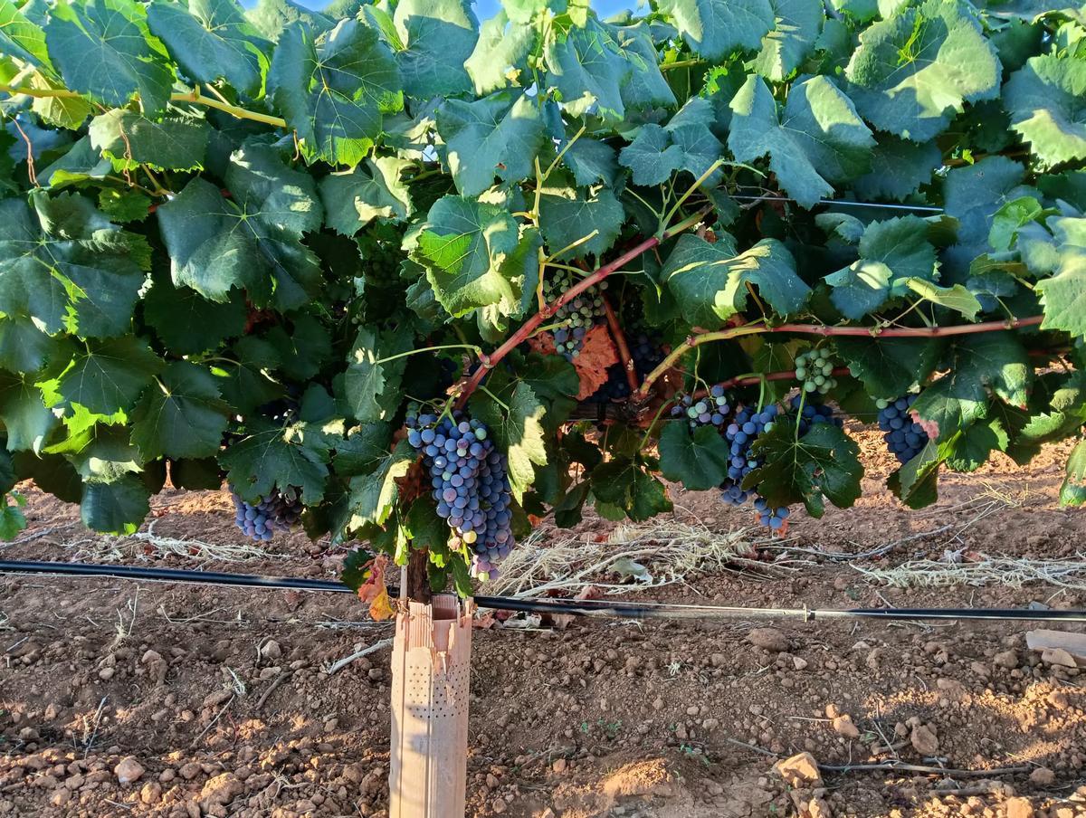 Viñedo en Fuenterrobles, en una imagen reciente.