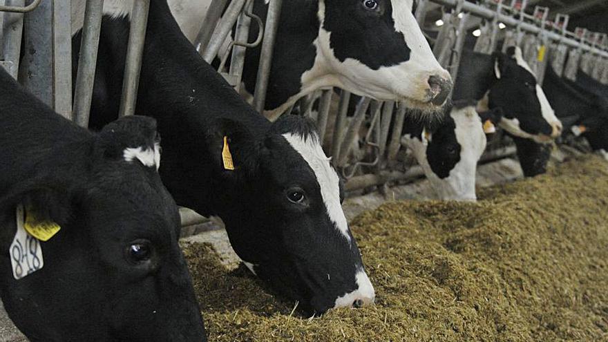 Vacas lecheras comiendo en una explotación ganadera. | Victor Echave