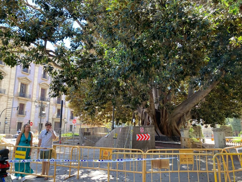 Así ha quedado el ficus del Parterre tras su caída