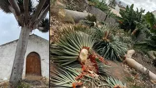 Denuncian la tala de un drago histórico en Gáldar