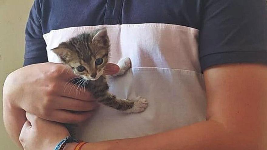 La gata Tufi, en los brazos de su nuevo propietario.