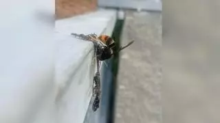 La asombrosa foto de una avispa velutina devorando una lagartija 'gallega' en Ribadavia