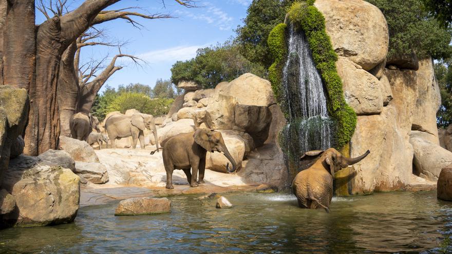 Bioparc comparte su 16º aniversario con una doble promoción “con causa”