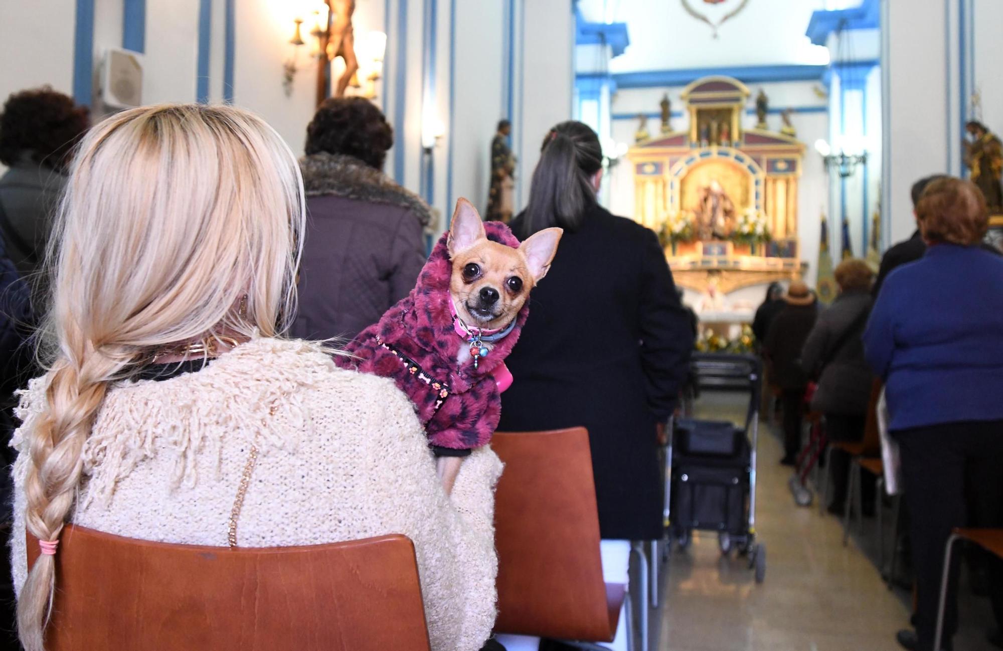 Las mascotas reciben su bendición por San Antón en Murcia (II)