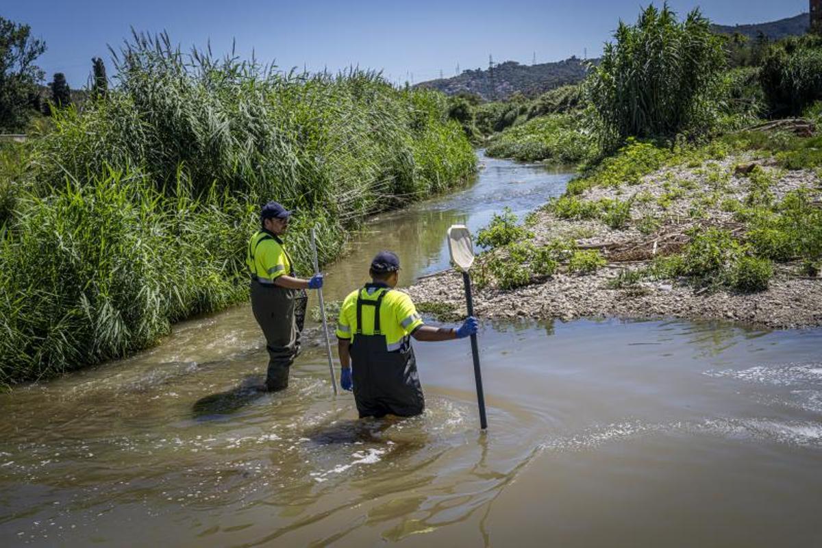 Besòs y depuradora de La Llagosta, que sigue sin funcionar a pleno rendimiento tras el vertido tóxico del sábado