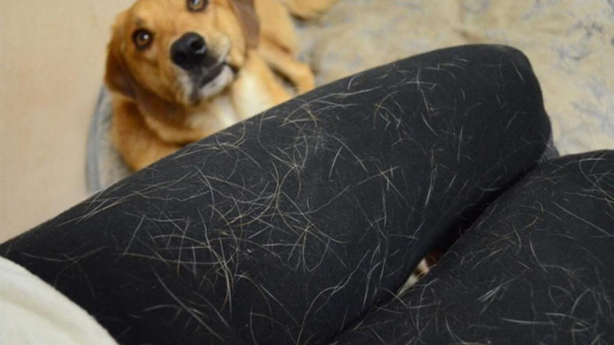 ¡Adiós a los pelos de perro en tu ropa! Guía definitiva para un look impecable