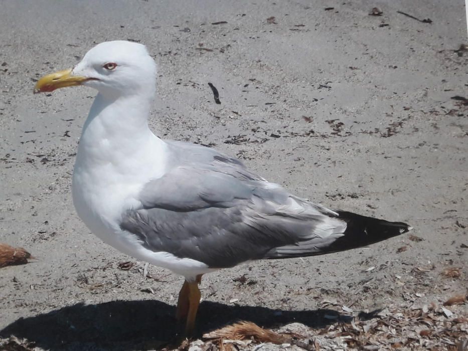 Gavià argentat a la platja de Barcelona.