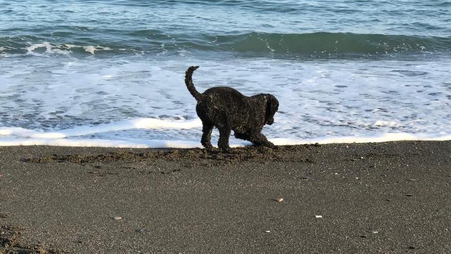 Un perro juega en la orilla de la playa canina de Torre del Mar.