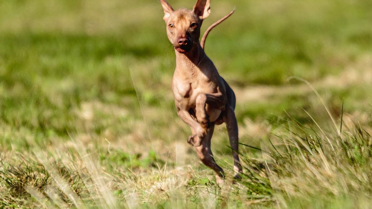 Descubre el perro peruano sin pelo, la raza canina más antigua de América
