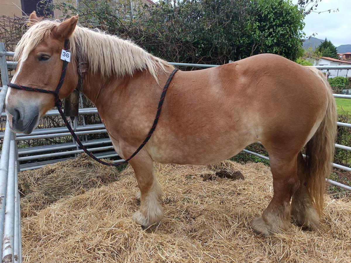 Uno de los caballos participantes en la anterior del evento.