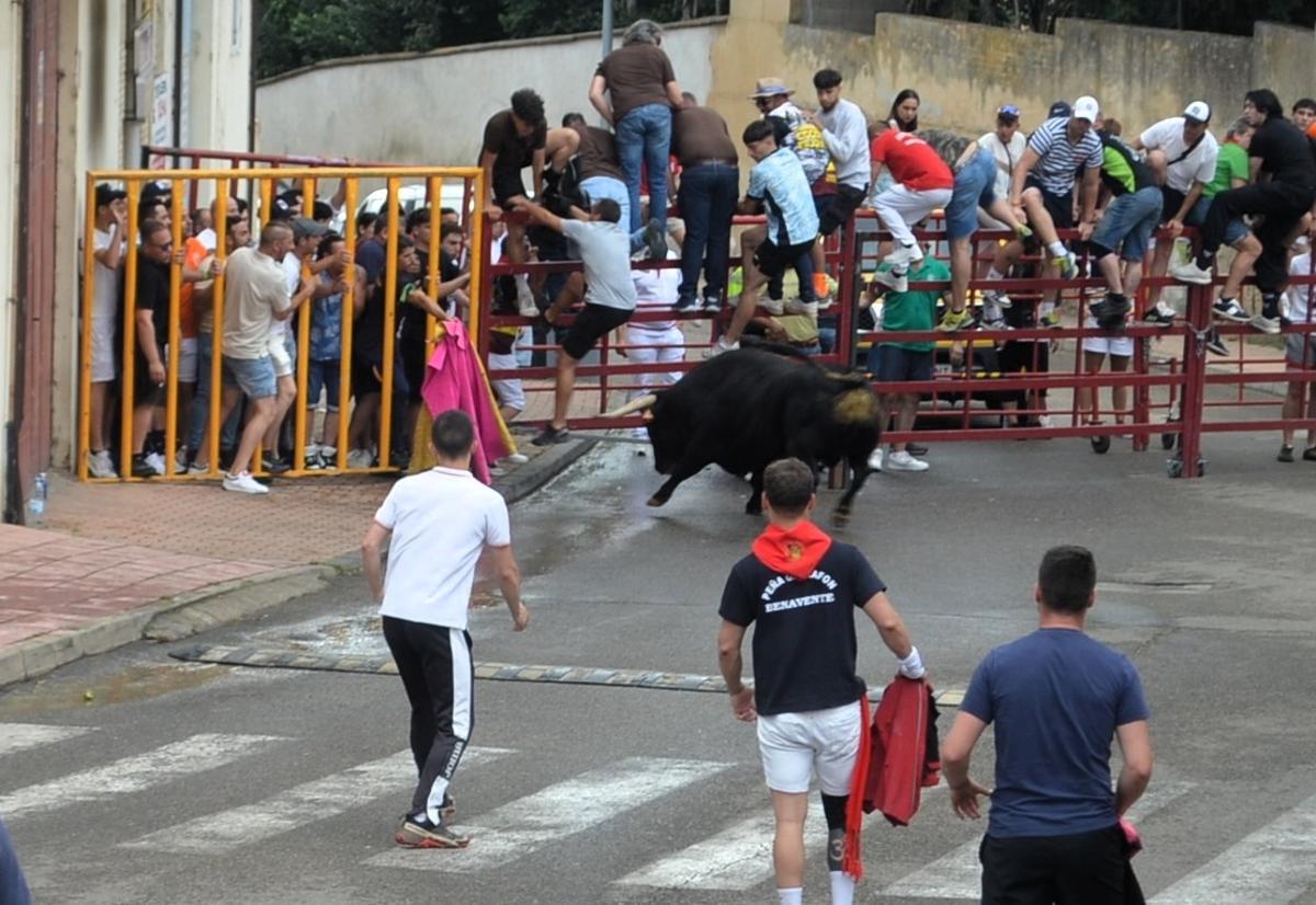 Toro del cajón de Charamandanga.