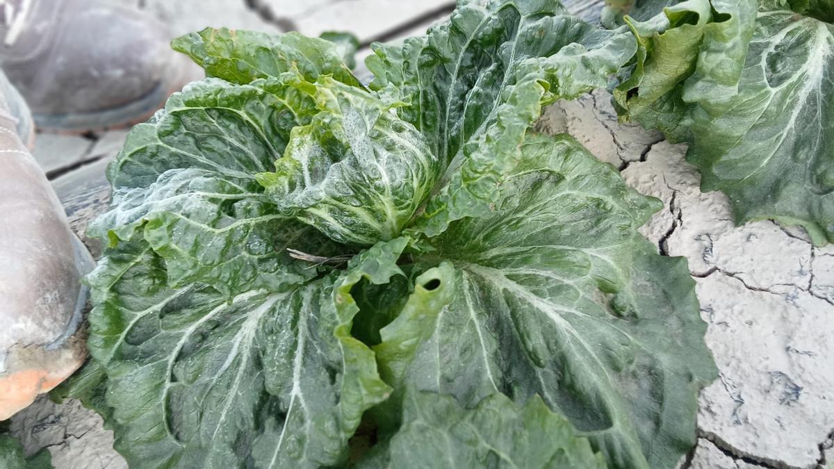 Las bajas temperaturas se dejaban sentir también en las plantaciones de lechuga.