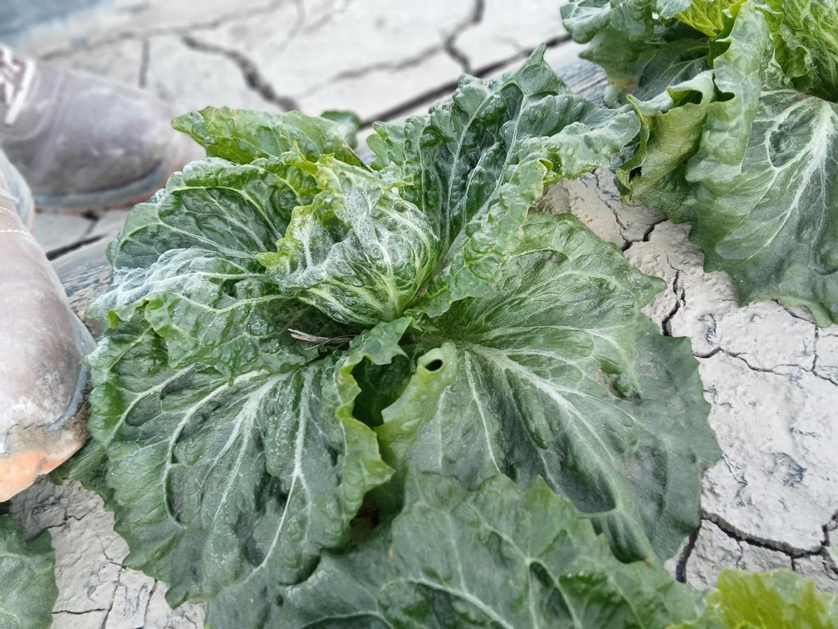 Las bajas temperaturas se dejaban sentir también en las plantaciones de lechuga.