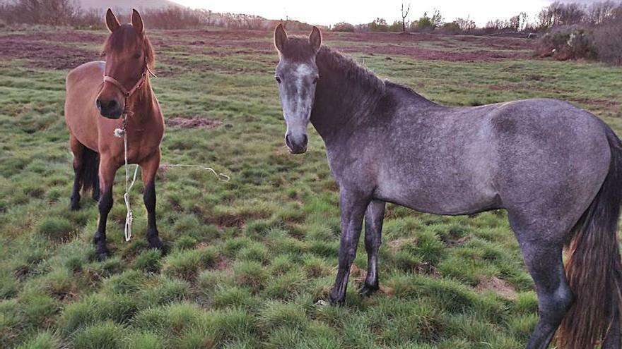 Dos caballos en los terrenos donde se proyecta el parque solar. | A. S.