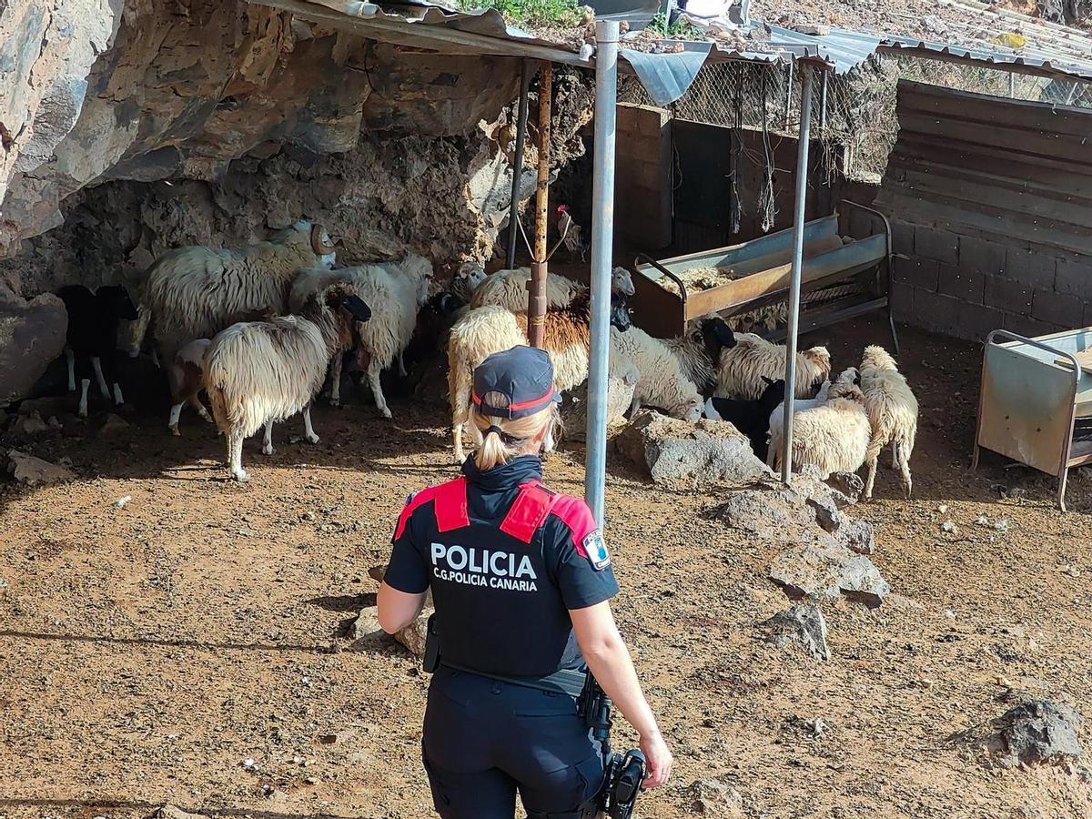 Una agente de la Policça Autonómica en una explotación ganadera
