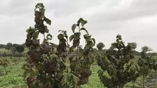 Agricultores y ganaderos extremeños ya pueden notificar a la Junta los daños del temporal
