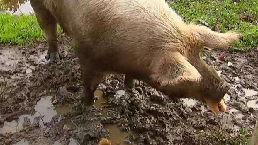 Un cerdo de una finca de A Coruña, convertido en toda una atracción turística