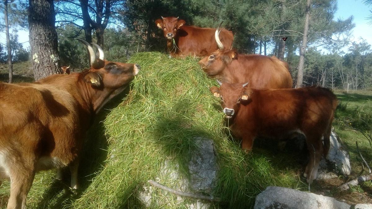 Las vacas cachenas de Con da Hedra.