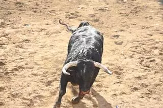 Galería | Primera tarde de toros en Almassora